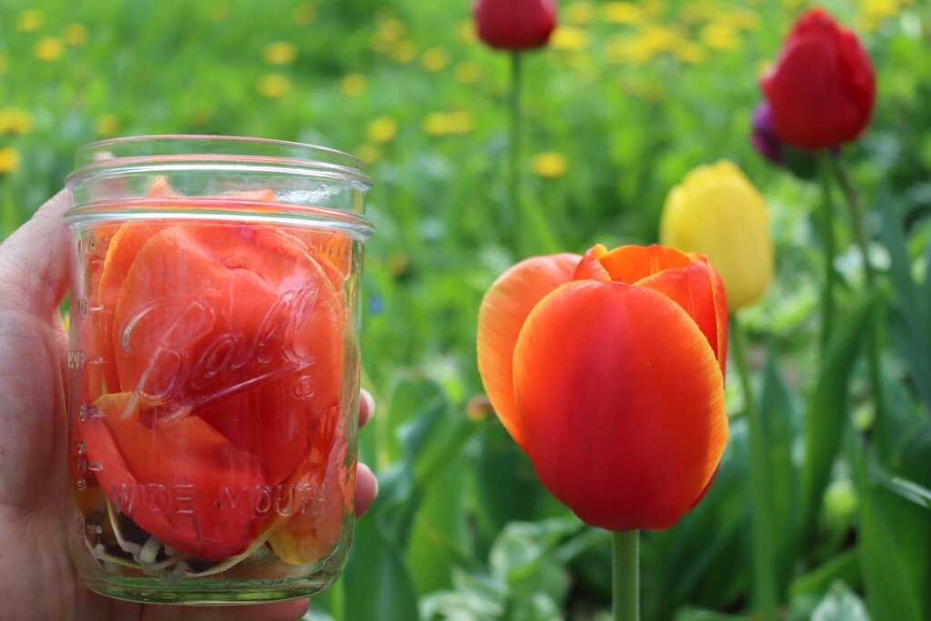 Tulip Petals for Jelly