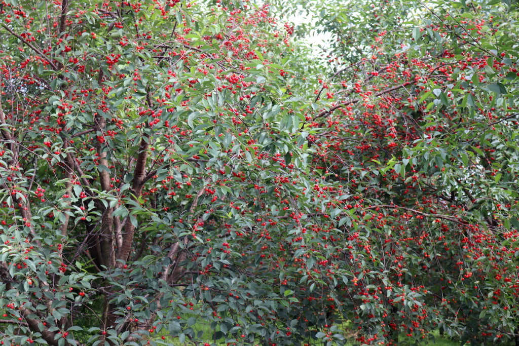 Vermont Cherry Trees