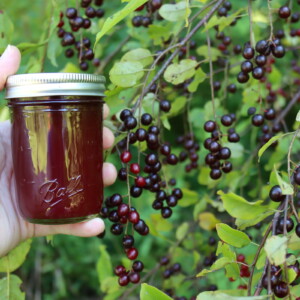 Chokecherry Jelly