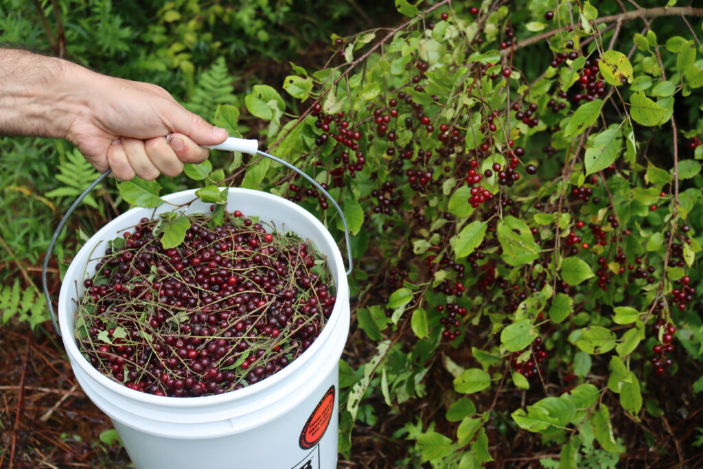 Foraging Chokecherries
