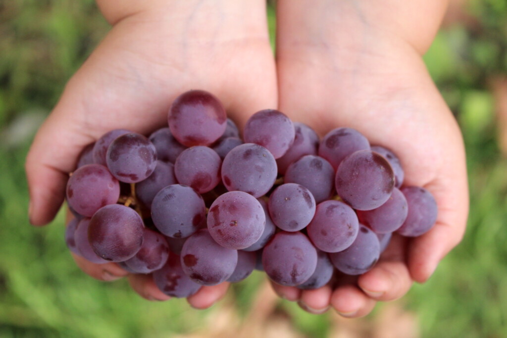 Mars Seedless Grapes