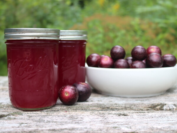 Muscadine Juice
