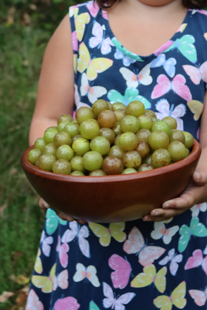 Green Muscadines