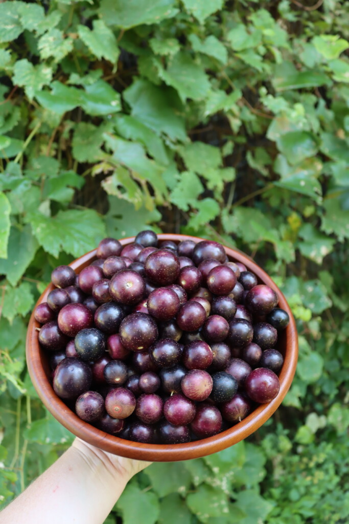Red Muscadines