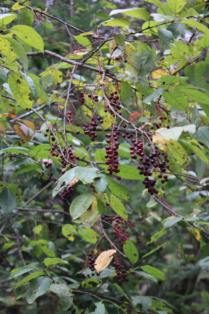 Wild Chokecherries