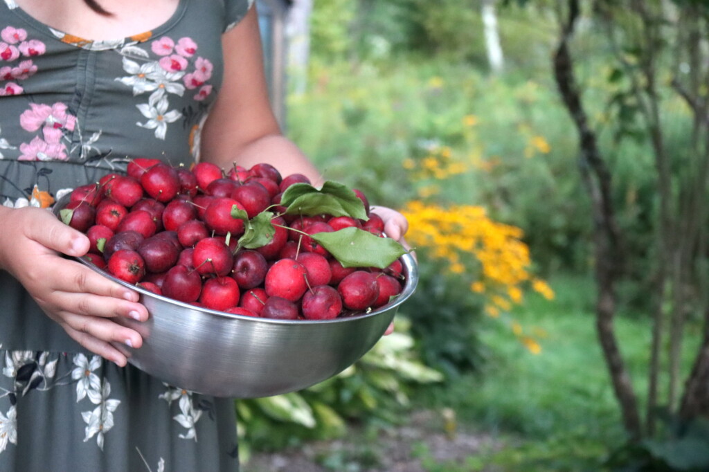 Crabapples in a bowl held by a child.