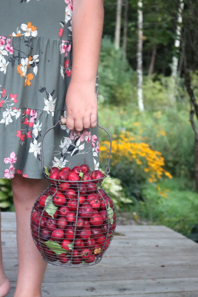 Crabapples in a basket held by a child.