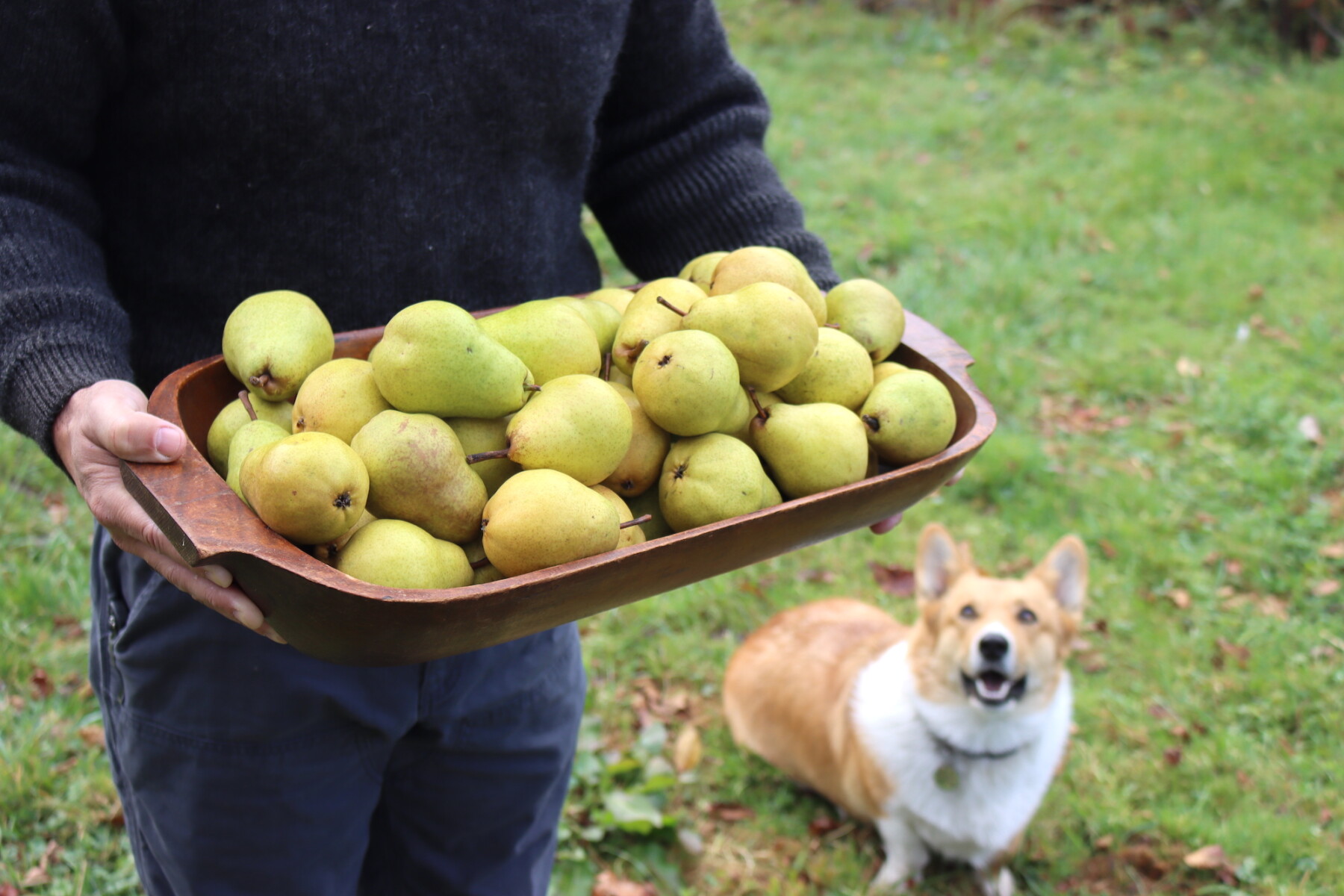 Pear Harvest