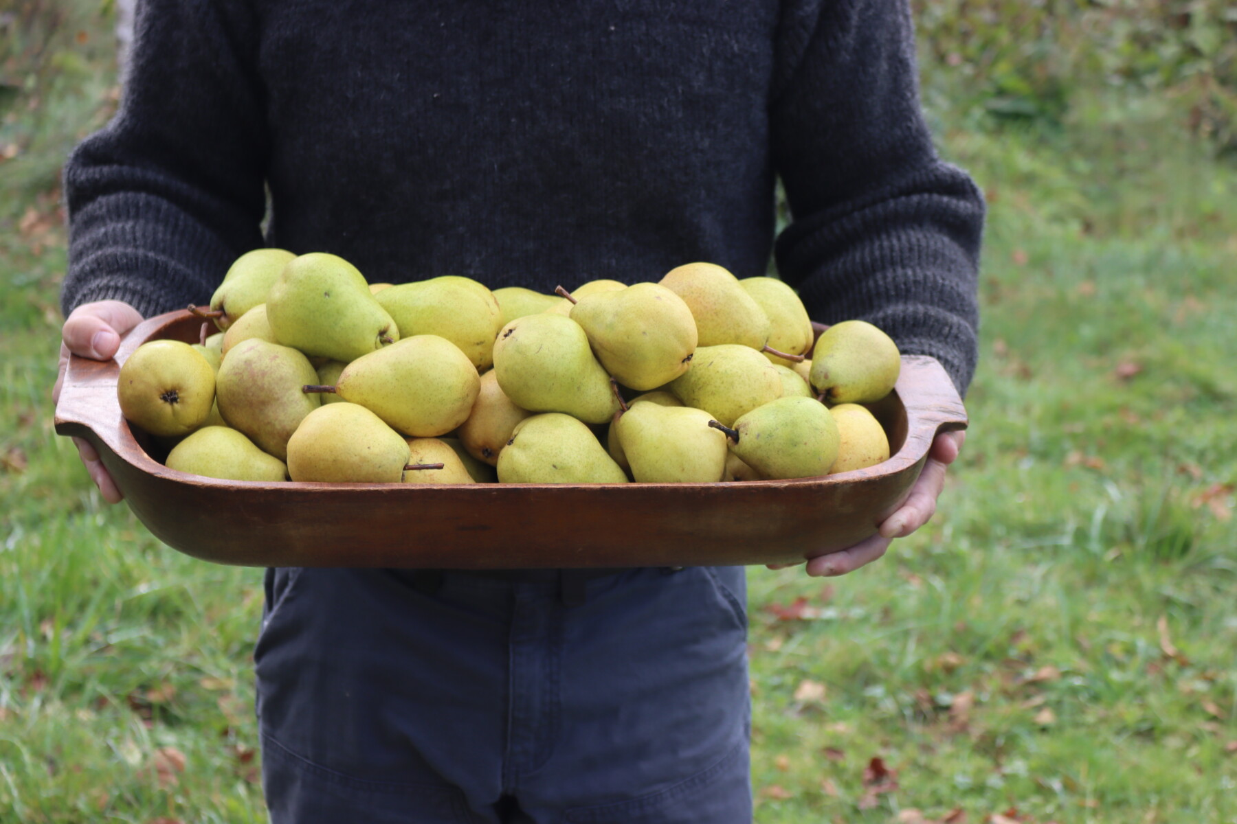 Wooden tray piled with freshly picked pears