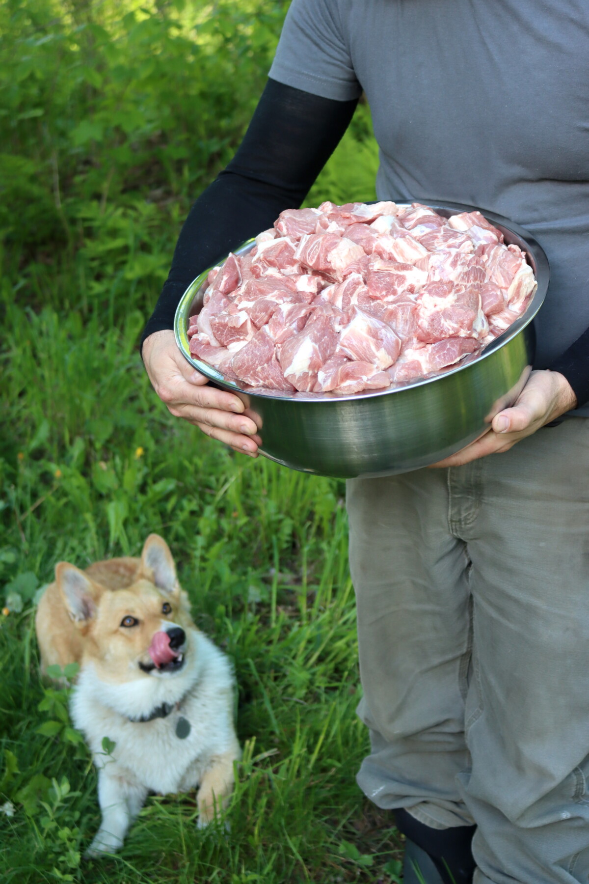 A man holding a bowl of pork shoulder for a pork canning recipe, with a dog nearby.