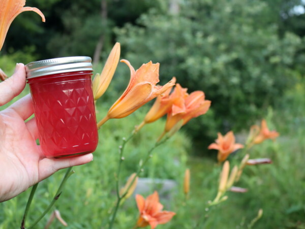 Daylily Jelly
