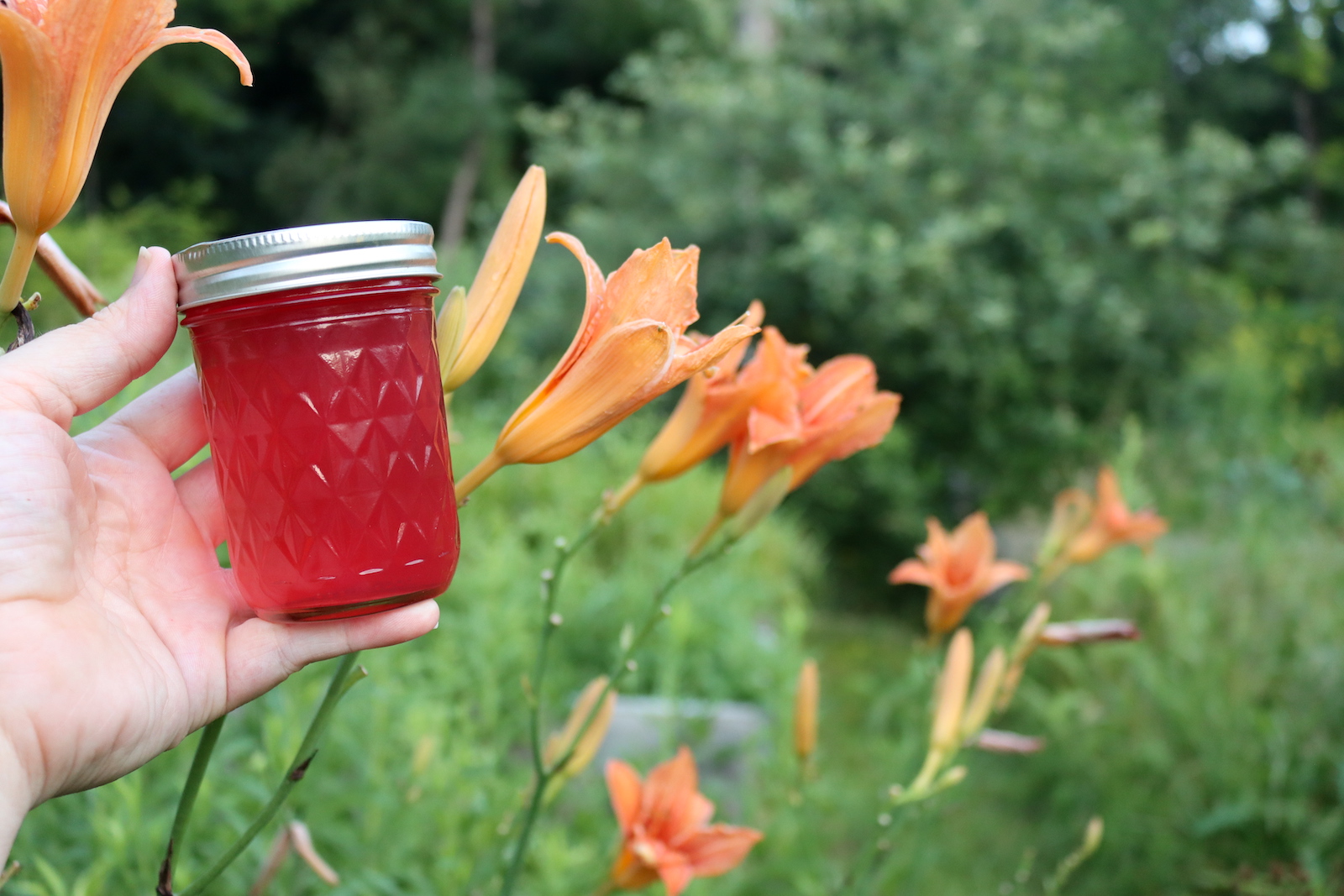 Daylily Jelly