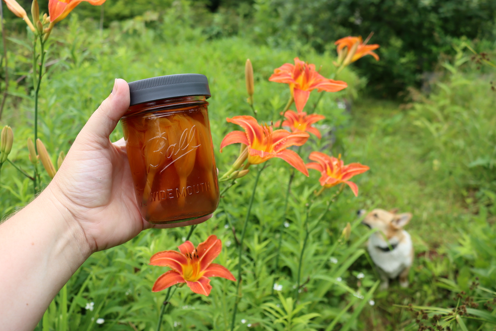 Daylily Tea