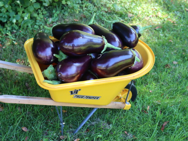 Eggplant Canning Recipes