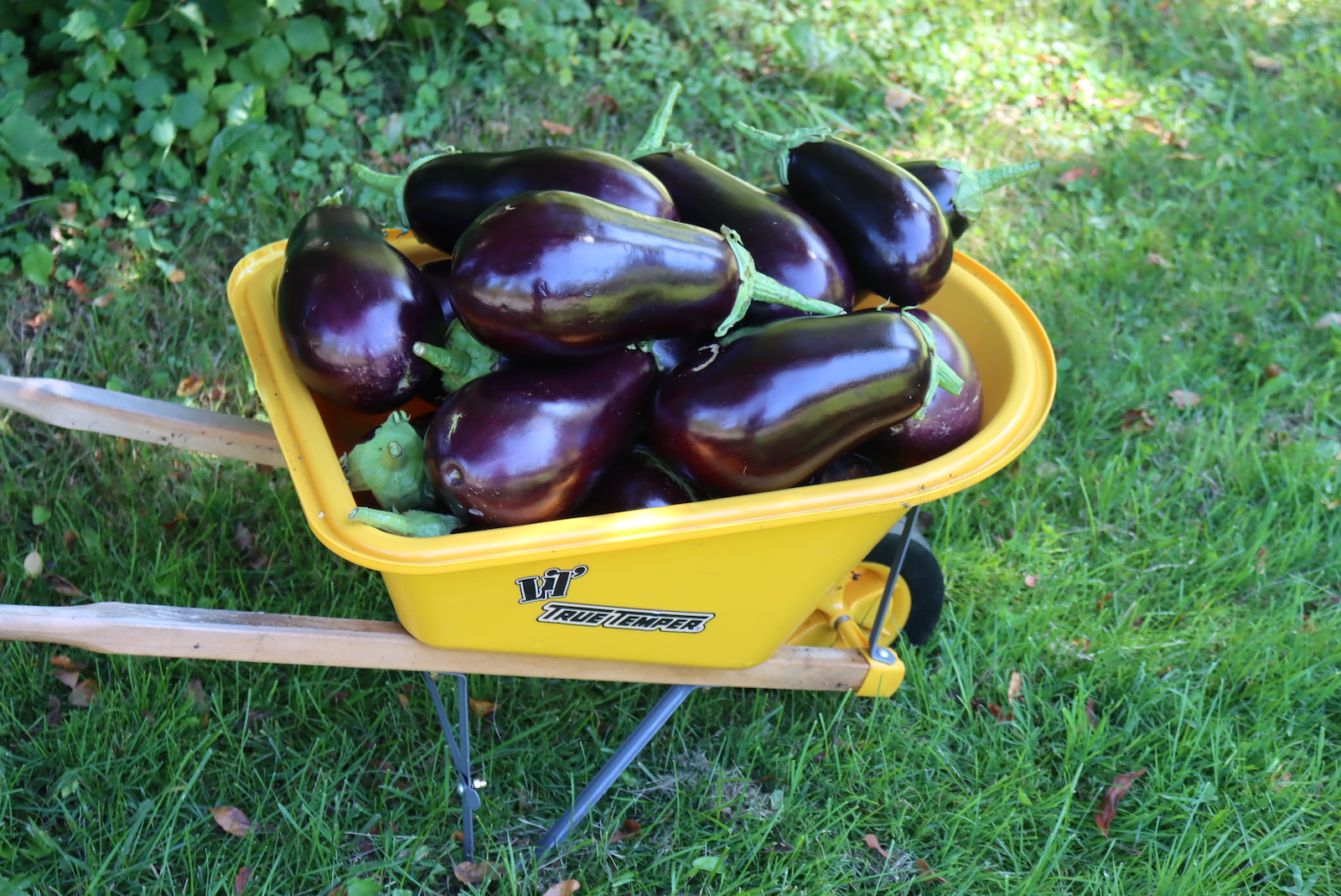 Eggplant Canning Recipes
