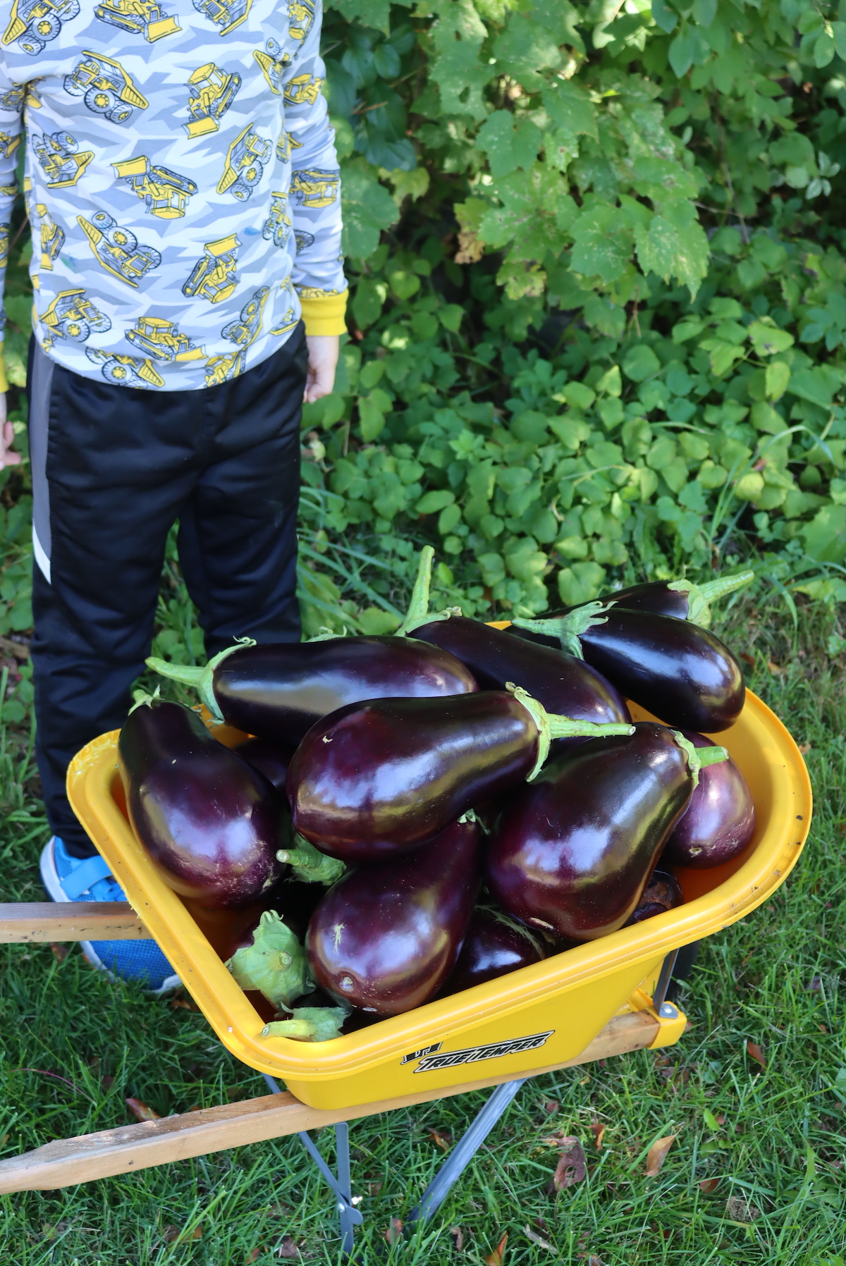 Eggplant Harvest