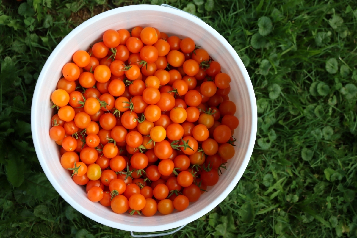 Cherry Tomatoes