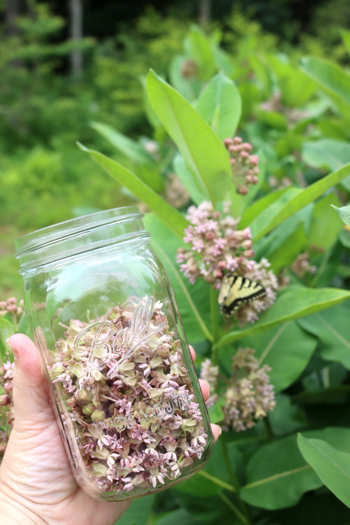Collecting Milkweed Flowers