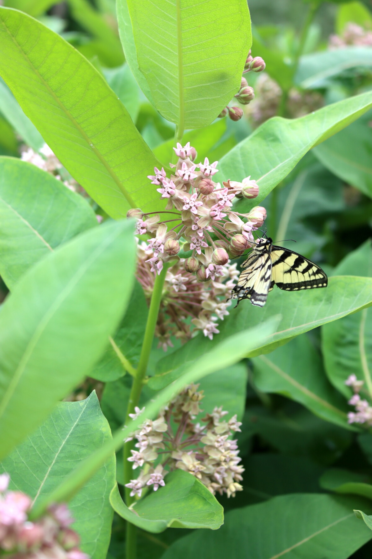 Milkweed with Butterfly