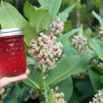 Milkweed Jelly