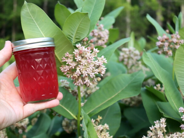 Milkweed Jelly