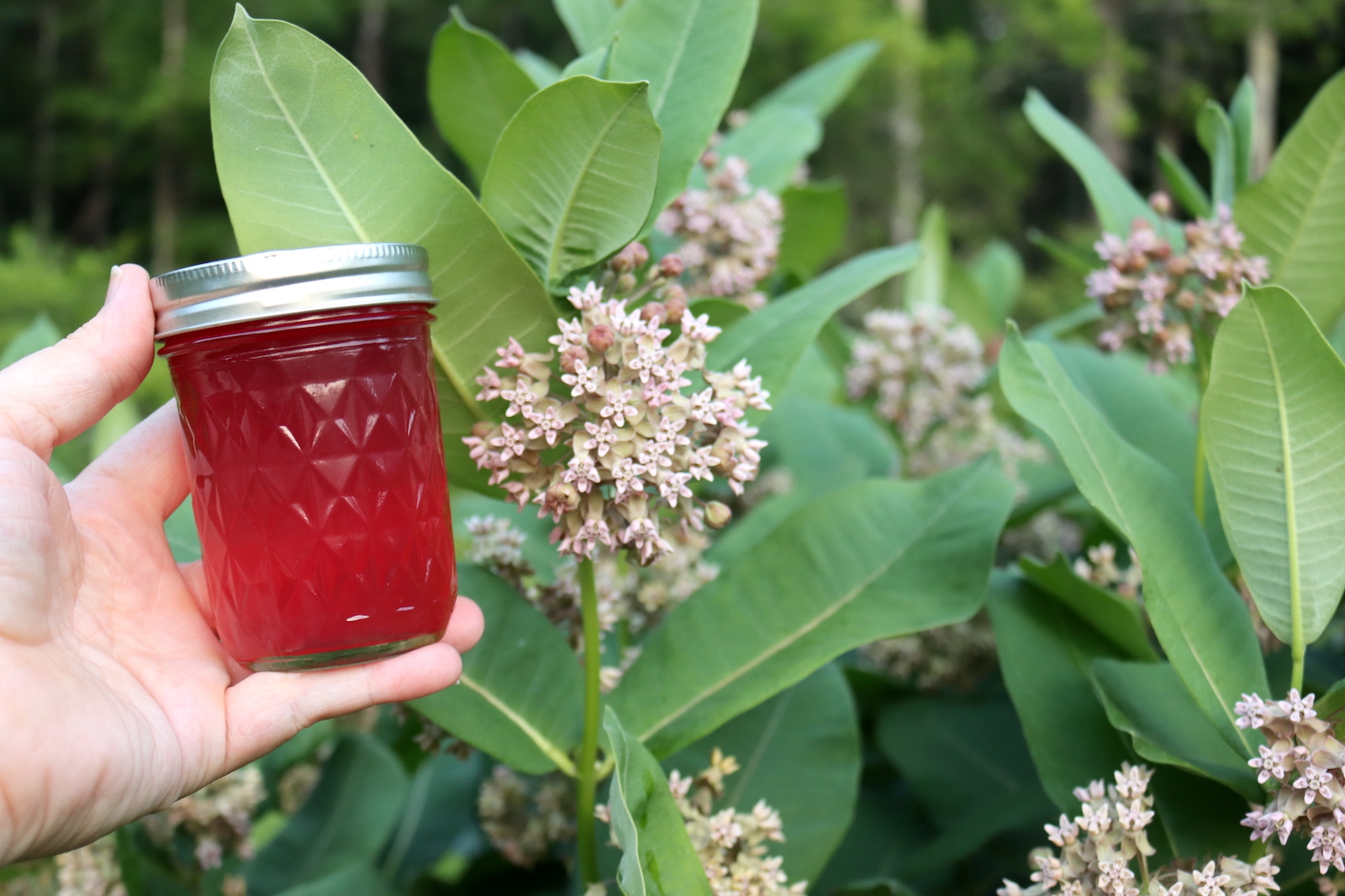 Milkweed Jelly