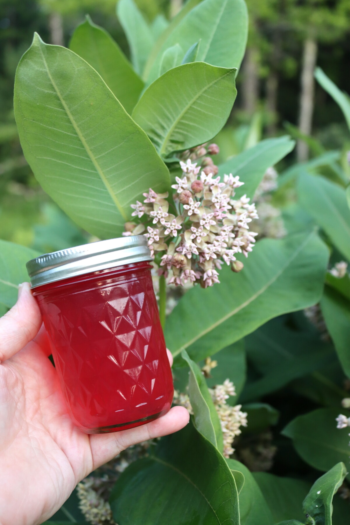 Milkweed Jelly Recipe