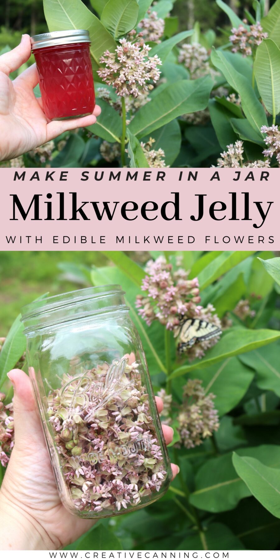 Milkweed Jelly Recipe