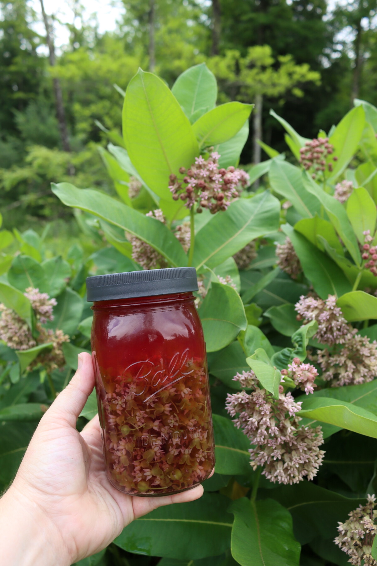 Milkweed Tea