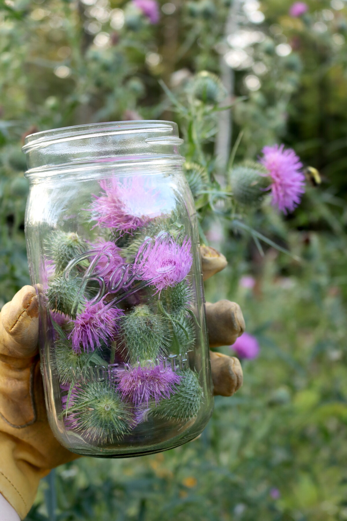 Harvesting Thistle Flowers