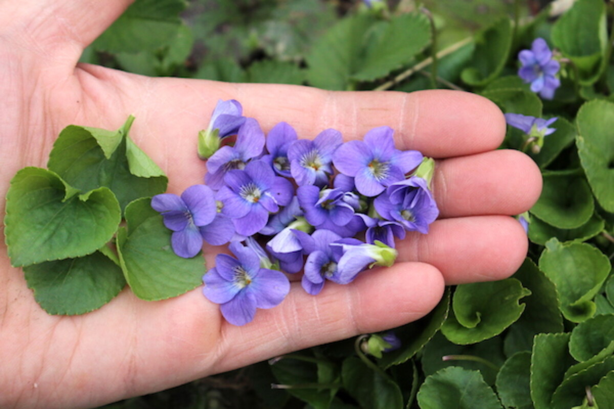 Wild Violets