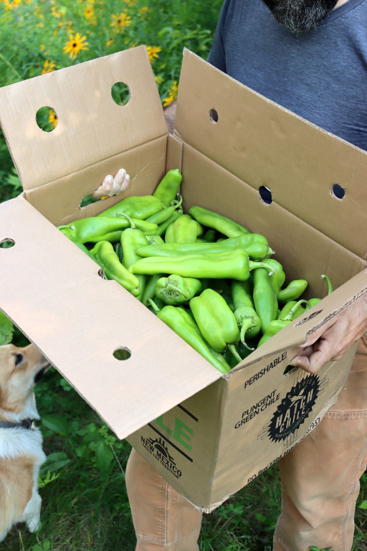 Canning Hatch Green Chilis