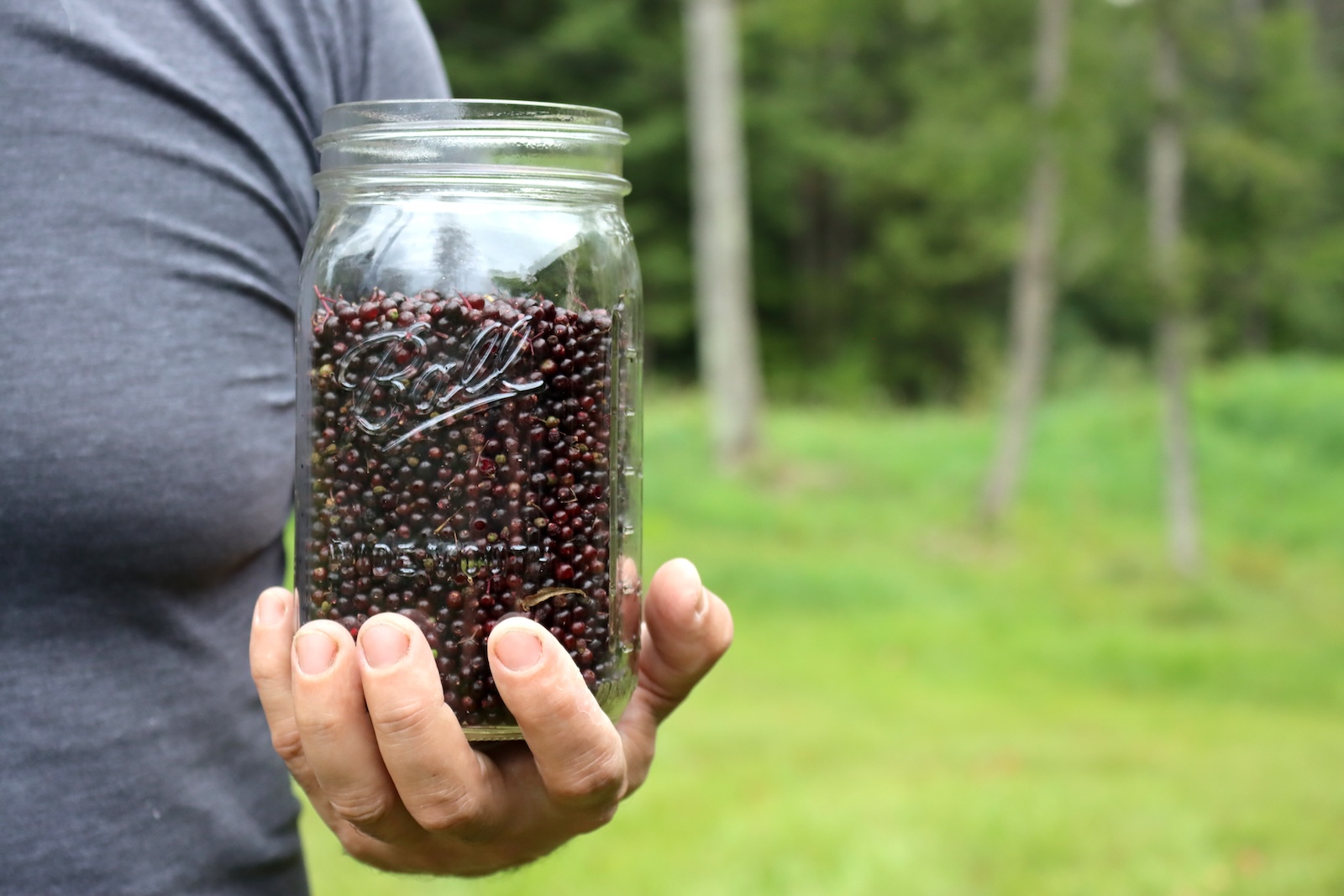 Hand holding a glass jar filled with de-stemmed elderberries outdoors