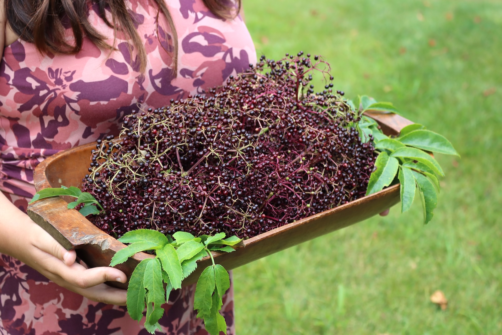 Freshly picked elderberry clusters heaped on a wooden tray, held outdoors